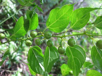 Сухая вскрывающаяся костянка Colubrina asiatica